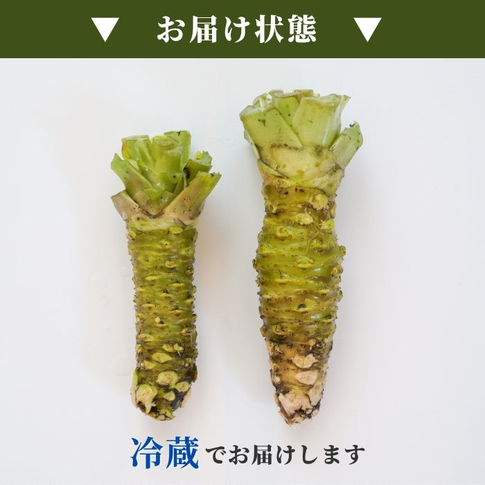 【本州送料無料!最大3,000円OFF】 静岡名産 生わさび(小・中・大サイズ)|鮮度抜群 冷蔵 お店