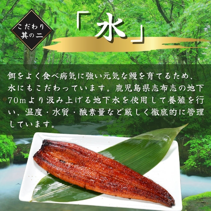 【本州送料無料!最大5,000円OFF】 鹿児島県産うなぎ蒲焼 約200g×1〜5尾|国産特大うなぎ・まとめ買い・贈答用・丑の日ギフトに さかな 冷凍