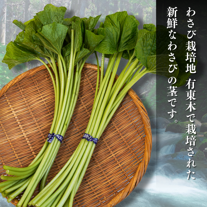 【本州送料無料!最大5,000円OFF】 わさび茎2束〜10束【静岡 有東木産】わさび名産地の香り豊かな山葵|お店用・業務用にも最適 お店 冷蔵