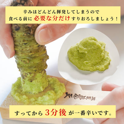 【本州送料無料！最大3,000円OFF】 静岡名産 生わさび（小・中・大サイズ）｜鮮度抜群 冷蔵 お店