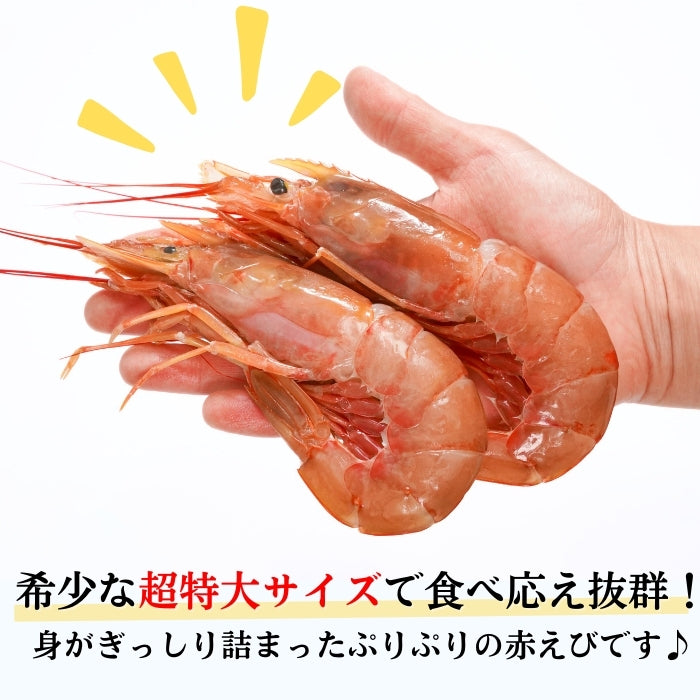 【本州送料無料】生食用 天然赤えび 2kg｜刺身OK！ぷりぷり食感の特大海老 お店 冷凍