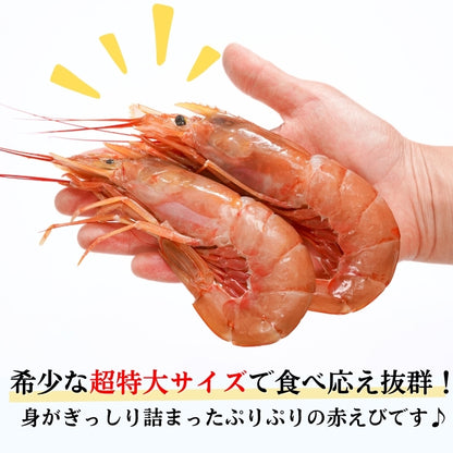 【本州送料無料】生食用 天然赤えび 2kg｜刺身OK！ぷりぷり食感の特大海老 お店 冷凍