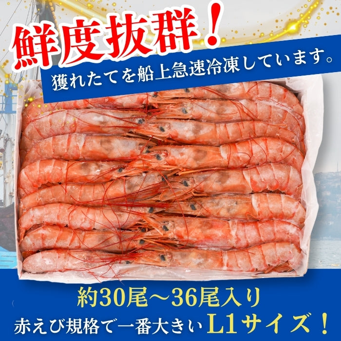 【本州送料無料】生食用 天然赤えび 2kg｜刺身OK！ぷりぷり食感の特大海老 お店 冷凍