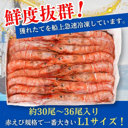 【本州送料無料】生食用 天然赤えび 2kg｜刺身OK！ぷりぷり食感の特大海老 お店 冷凍