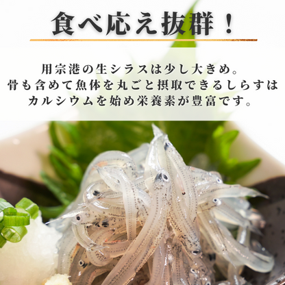 【本州送料無料】駿河湾産 生しらす 100g×1〜6パック｜冷凍・小分け・ギフト・贈答に最適 お店 冷凍