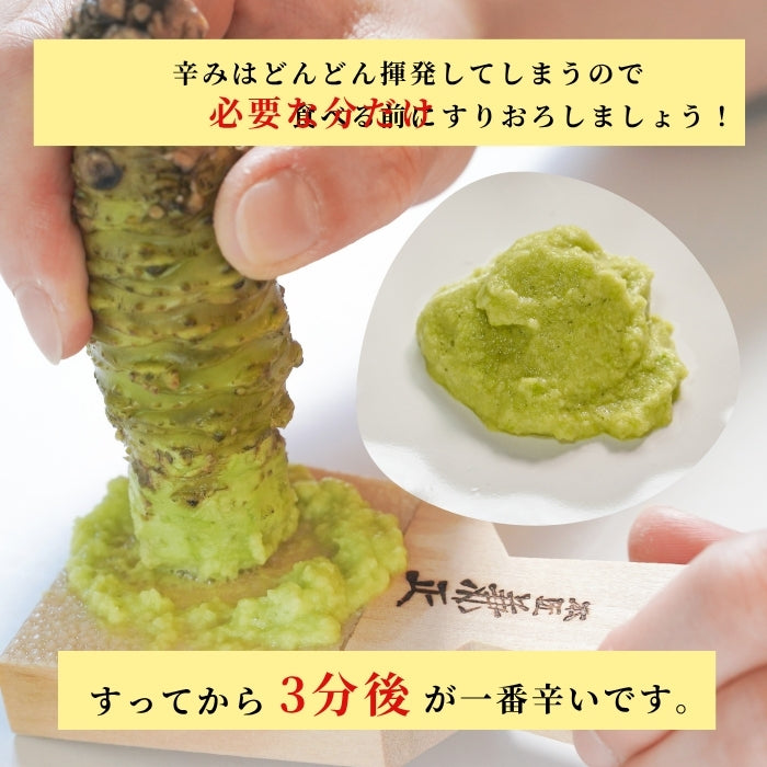 【本州送料無料！最大3,000円OFF】 静岡名産 生わさび（大・小サイズ）｜鮮度抜群 冷蔵 お店