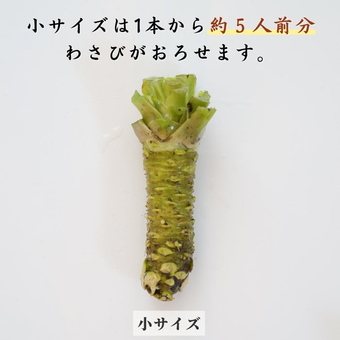 【本州送料無料！最大3,000円OFF】 静岡名産 生わさび（大・小サイズ）｜鮮度抜群 冷蔵 お店