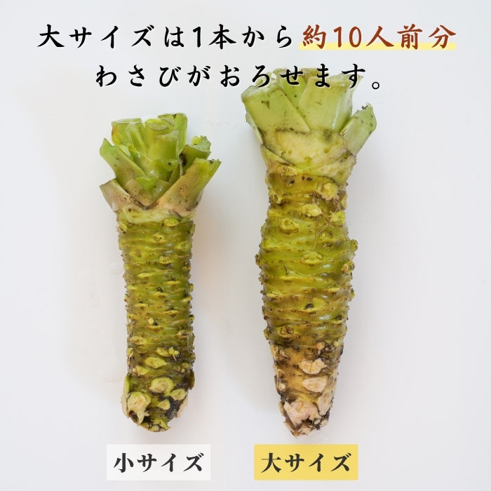 【本州送料無料！最大3,000円OFF】 静岡名産 生わさび（大・小サイズ）｜鮮度抜群 冷蔵 お店