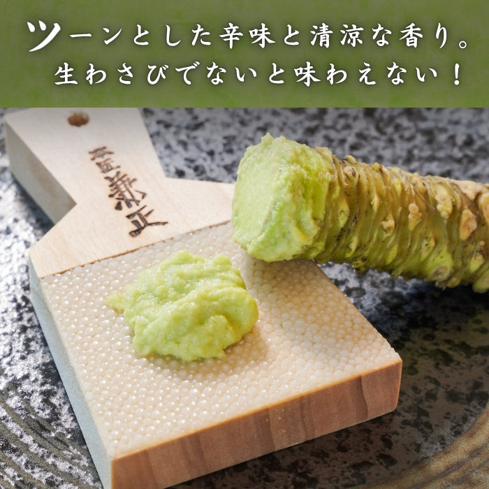 【本州送料無料！最大3,000円OFF】 静岡名産 生わさび（大・小サイズ）｜鮮度抜群 冷蔵 お店