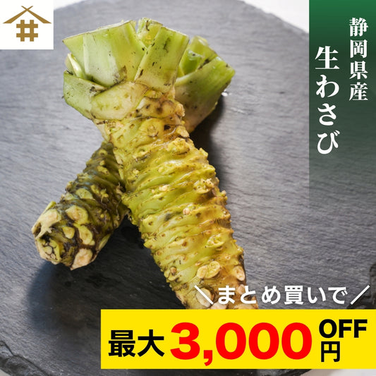 【本州送料無料！最大3,000円OFF】 静岡名産 生わさび（大・小サイズ）｜鮮度抜群 冷蔵 お店