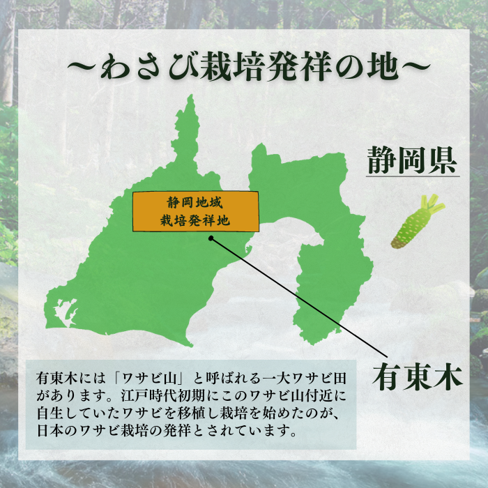 【本州送料無料！最大5,000円OFF】 わさび茎2束〜10束【静岡 有東木産】わさび名産地の香り豊かな山葵｜お店用・業務用にも最適 お店 冷蔵
