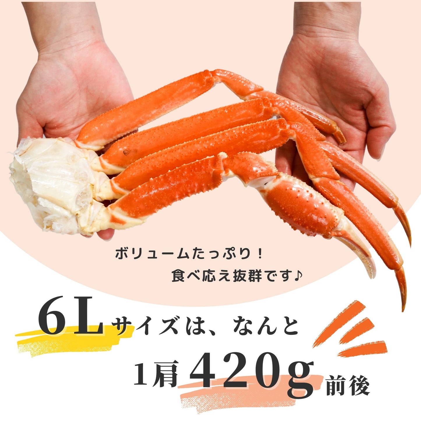 【本州送料無料】 特大6Lボイルずわいがに 3肩セット（1肩約420g）｜急速冷凍・ギフト・鍋にも最適 さかな 冷凍